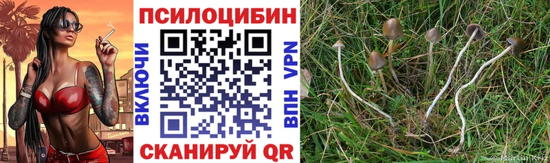 Галлюциногенные грибы Psilocybe  Лысково 